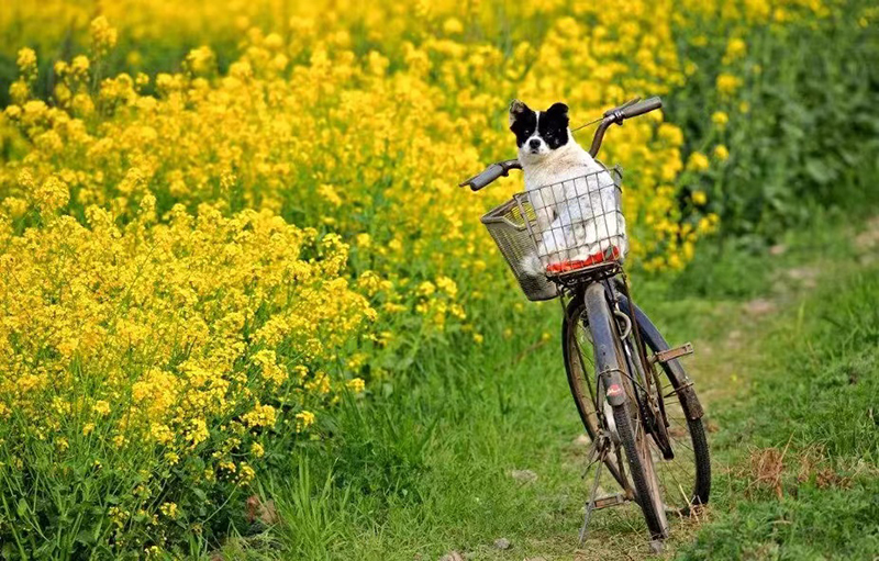 雅安：一沐春风万顷黄 油菜花开美如画_fororder_油菜花美景--供图--雅安市委宣传部（1）