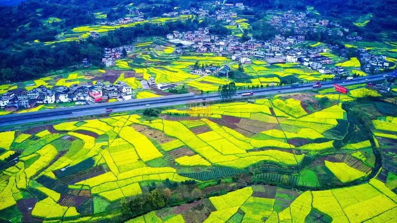 雅安：一沐春风万顷黄 油菜花开美如画_fororder_油菜花美景--供图--雅安市委宣传部（2）