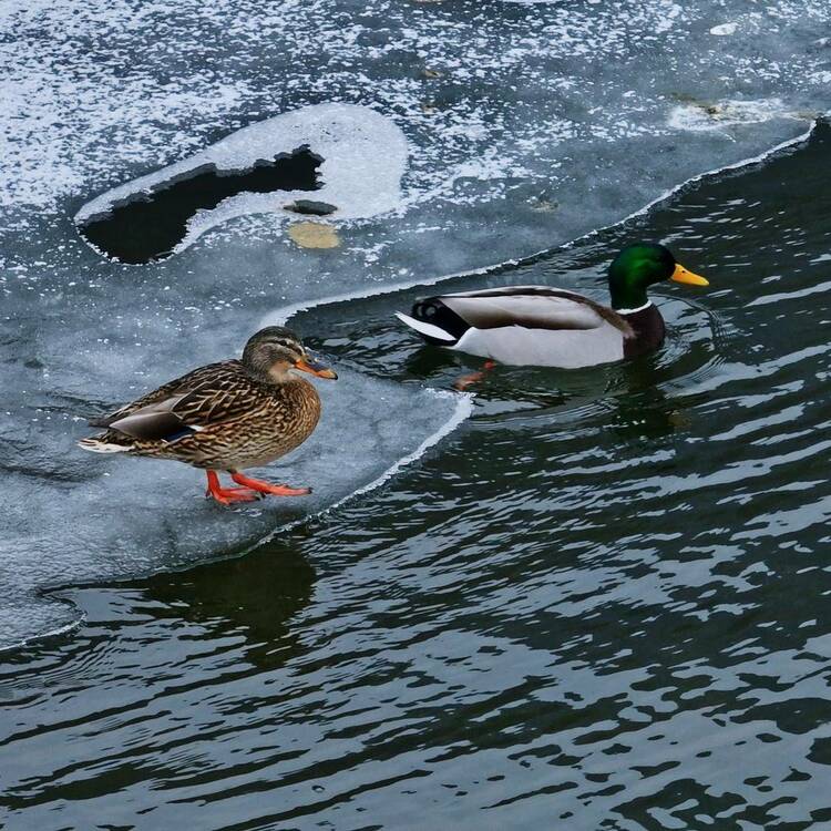 你好“鸭”，春雪！