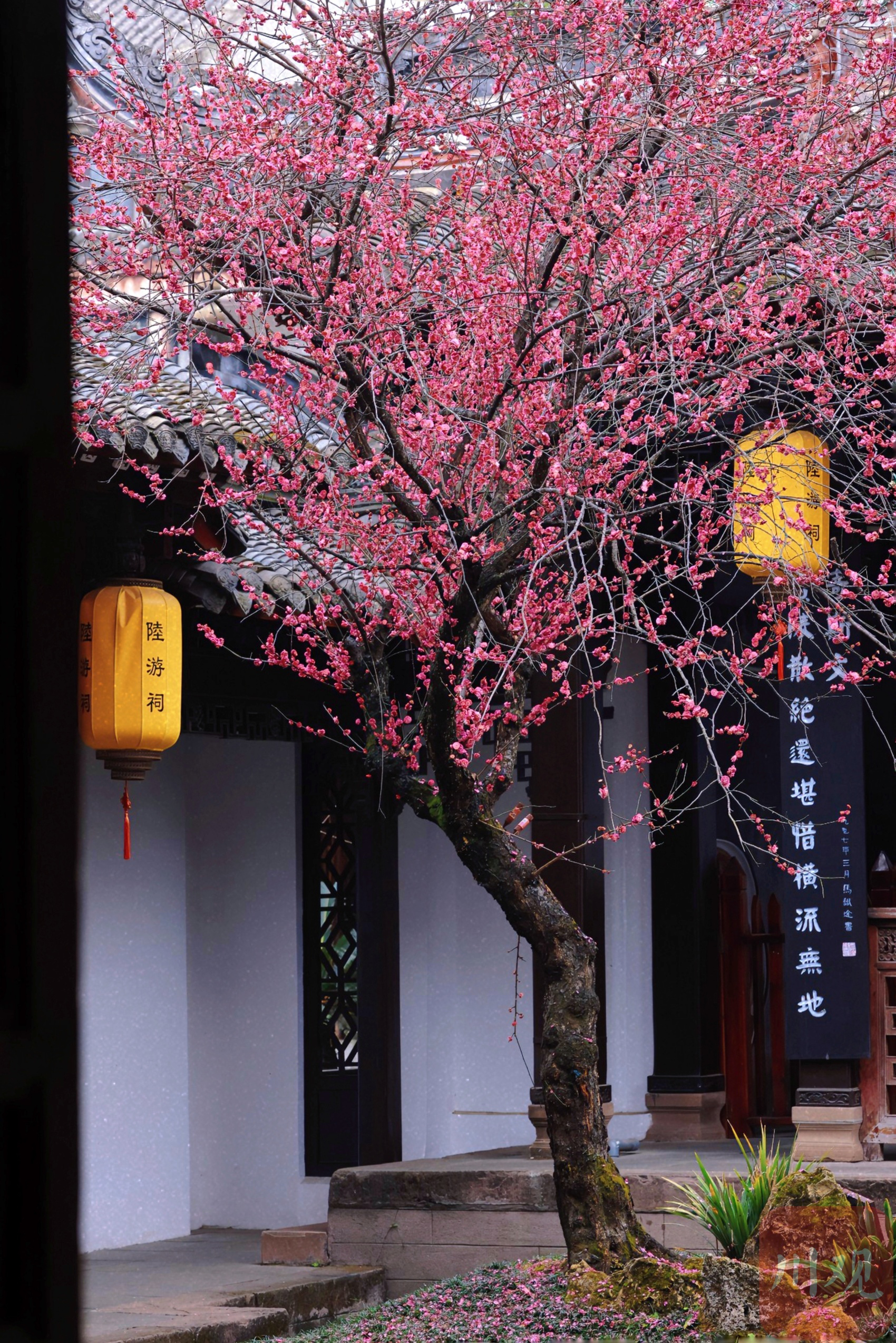 （转载）古风韵味！当陆游笔下的梅花盛开在陆游祠