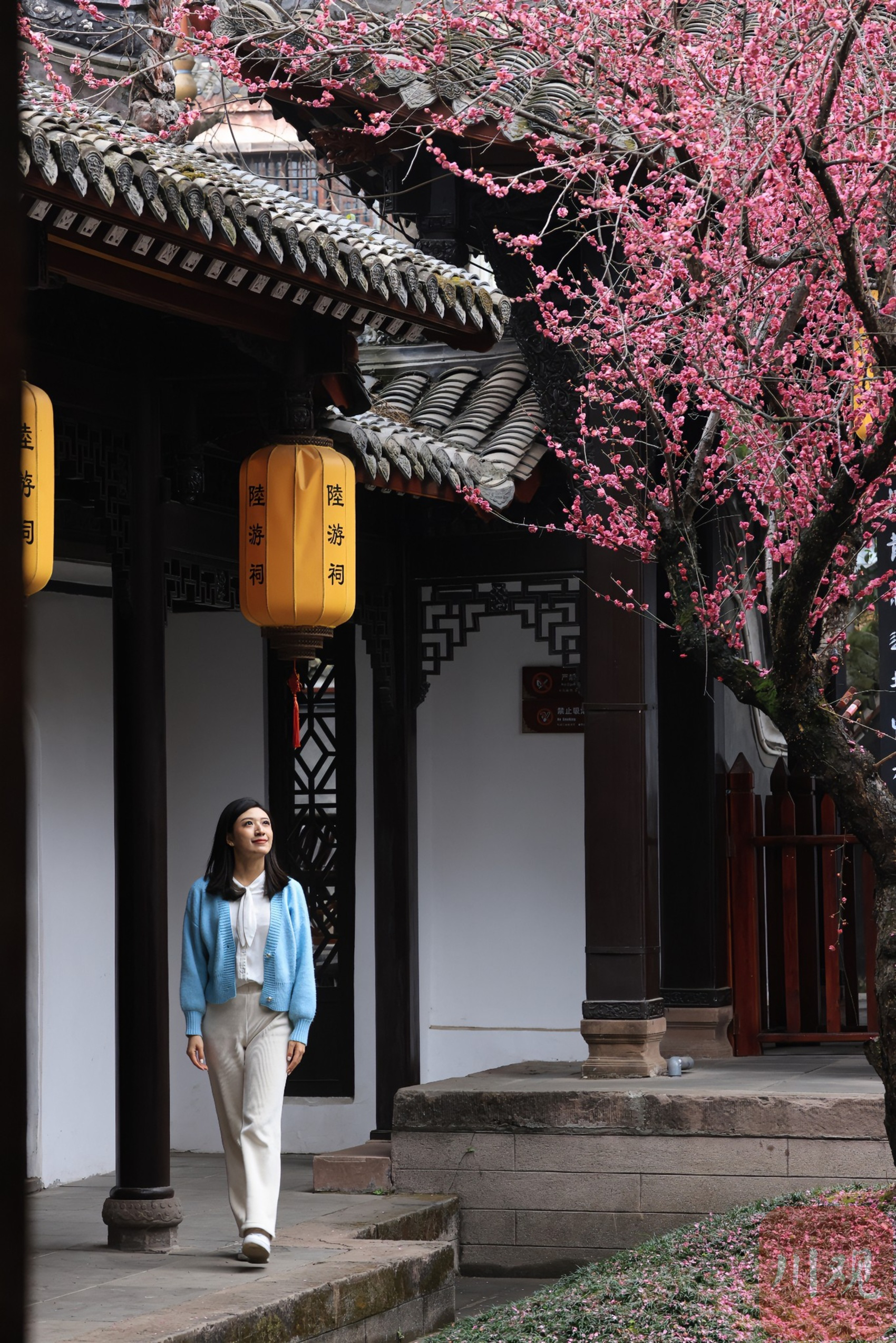 （转载）古风韵味！当陆游笔下的梅花盛开在陆游祠