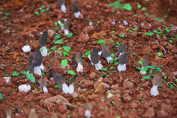 自贡贡井区：羊肚菌基地飘香 集体经济迸发新活力_fororder_6待采摘的羊肚菌
