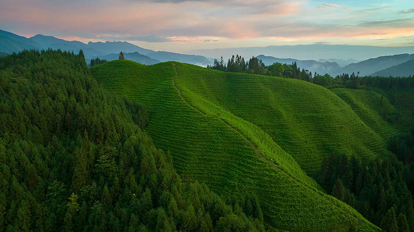 眉山洪雅：茶园风景美如画_fororder_复兴村茶山-供图-洪雅县委宣传部