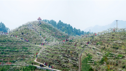 重慶萬盛第十屆五和梨花文化旅遊節將於3月10日開幕