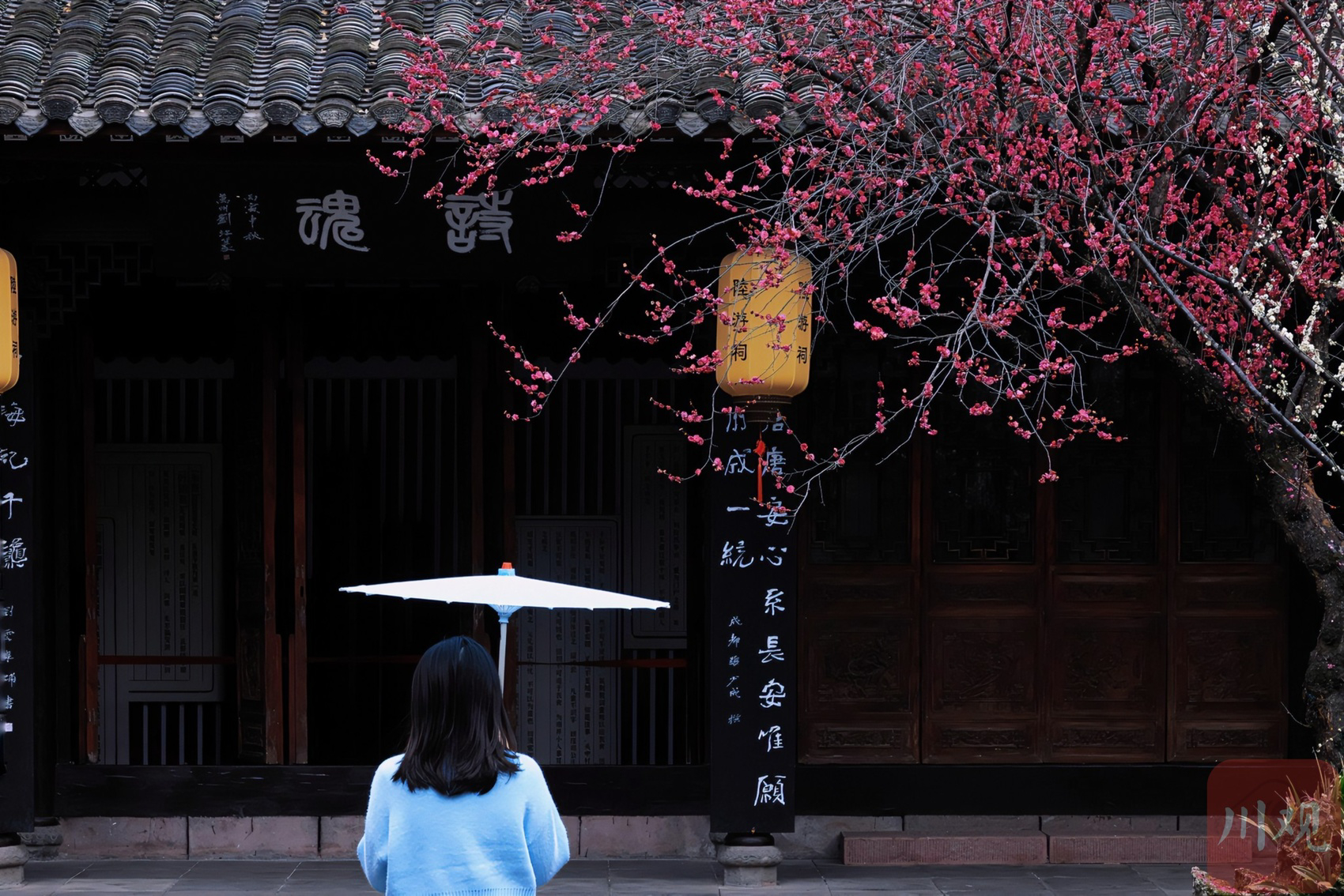 （转载）古风韵味！当陆游笔下的梅花盛开在陆游祠