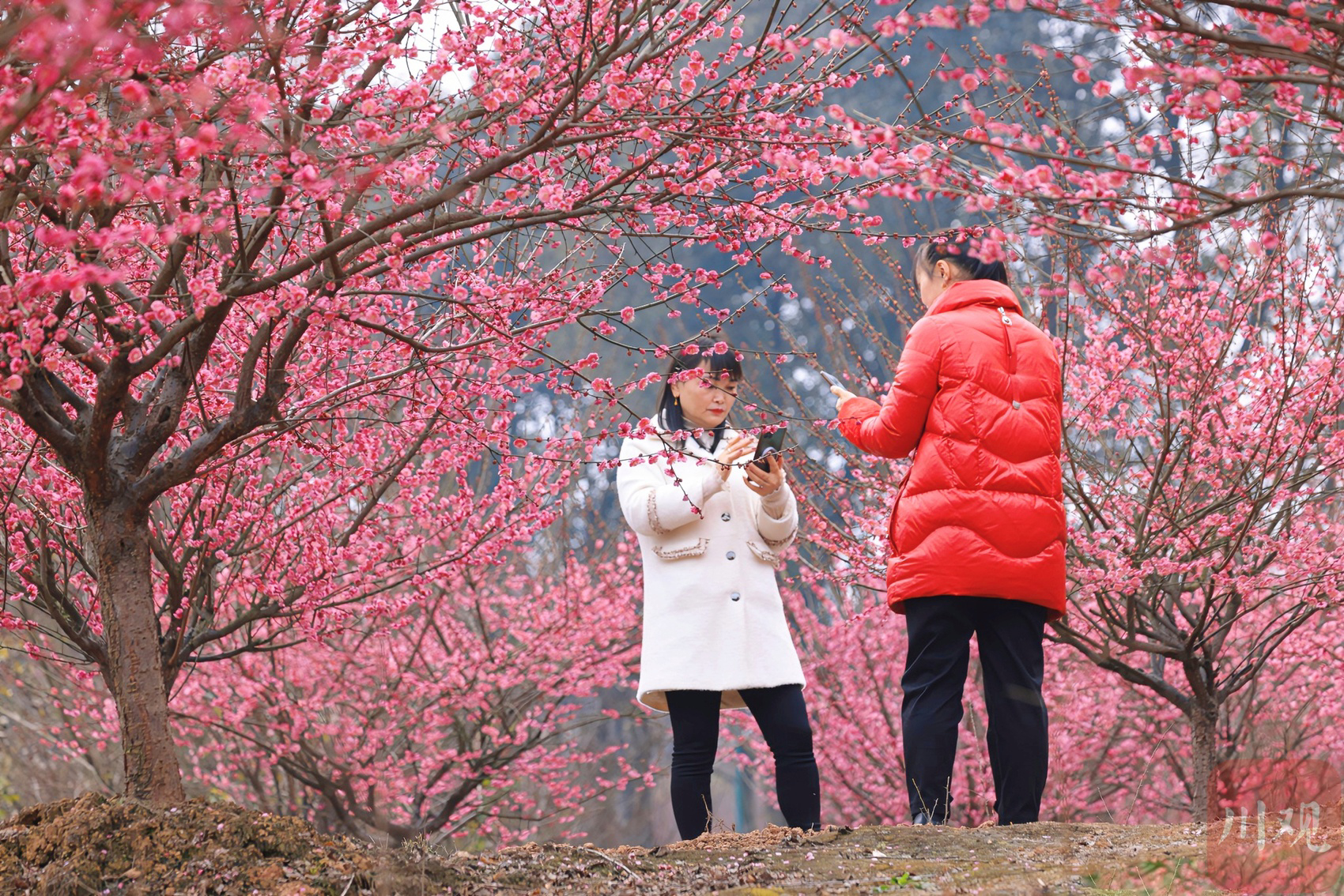 （转载）崇州白塔湖 早春湖畔上“彩妆”