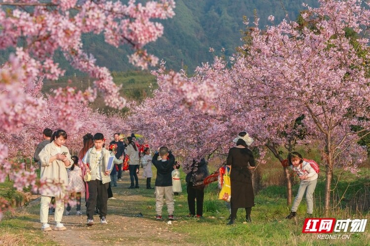 垄垄田园开出“樱花海” 湖南郴州这个乡村的春天像童话_fororder_4