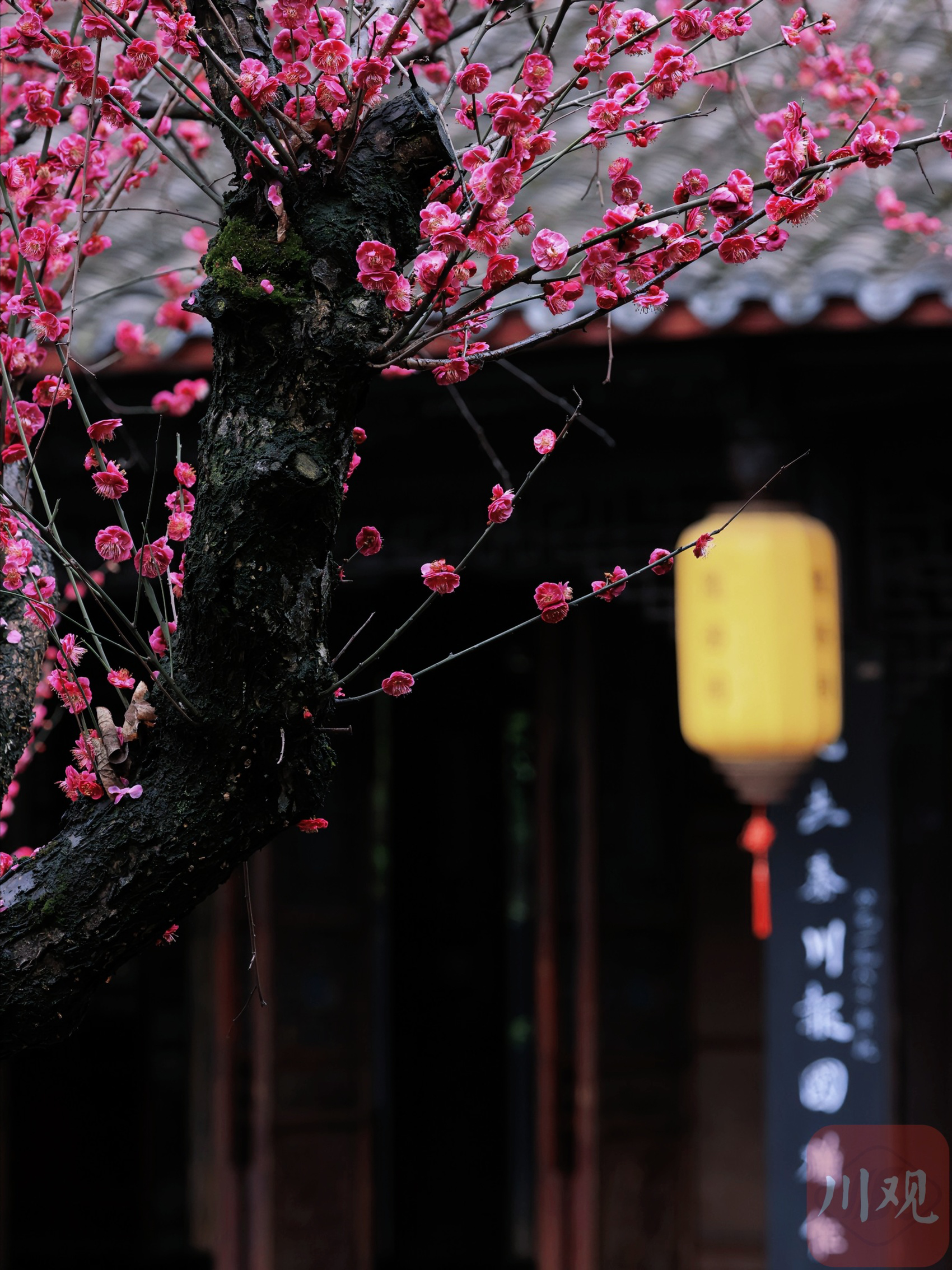 （转载）古风韵味！当陆游笔下的梅花盛开在陆游祠