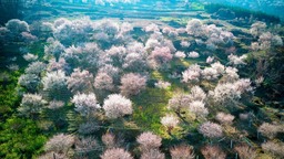 （转载）绵阳平武：山村田园春色浓 百年古梅花正旺