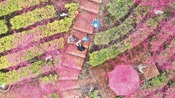 湖南郴州：櫻花盛開美鄉村