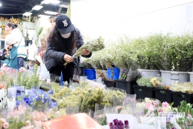 【图说上海】上海花卉市场春意盎然 玫瑰郁金香向日葵供需两旺