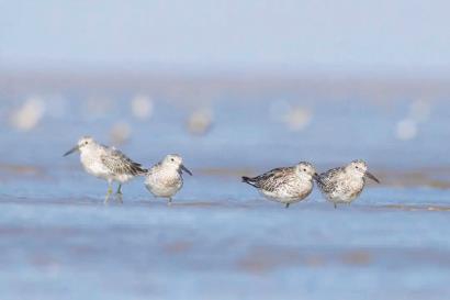 【聚焦上海】519種野鳥2022年在滬定居或做客_fororder_2