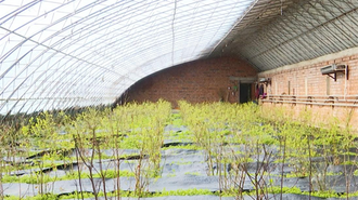 延吉：棚膜藍莓花開 孕育鄉村産業新希望