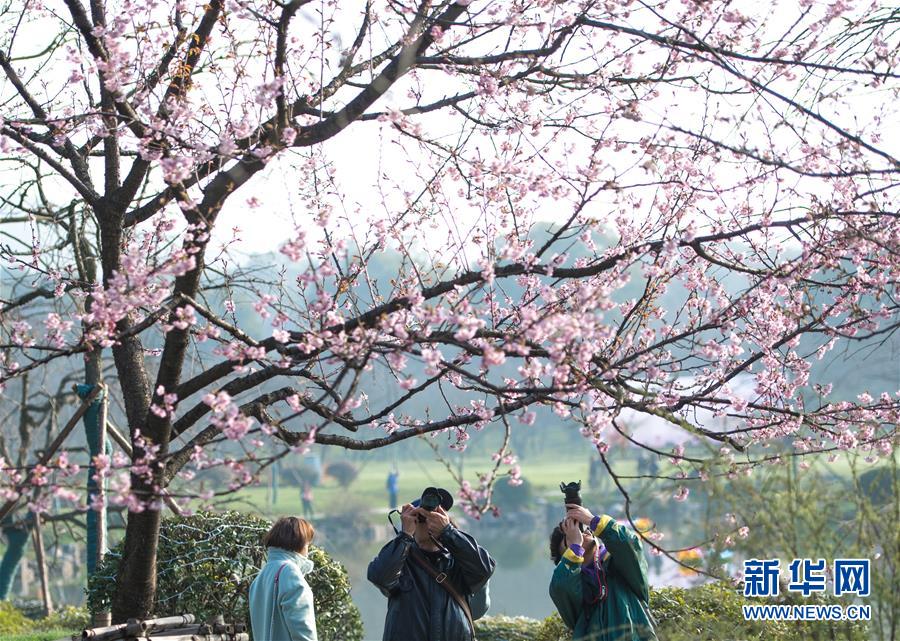 武漢東湖櫻花節開幕