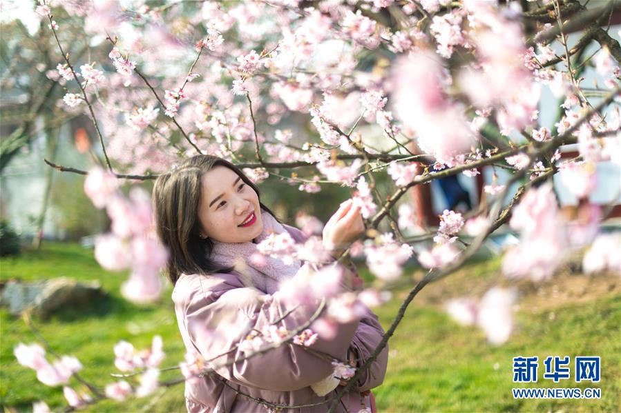 武汉东湖樱花节开幕