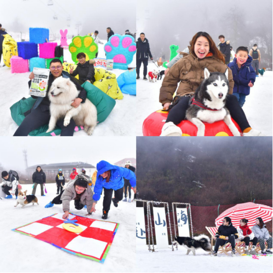 2023西岭雪山宠游记：近千位游客带宠物雪山狂欢_fororder_未标题-1