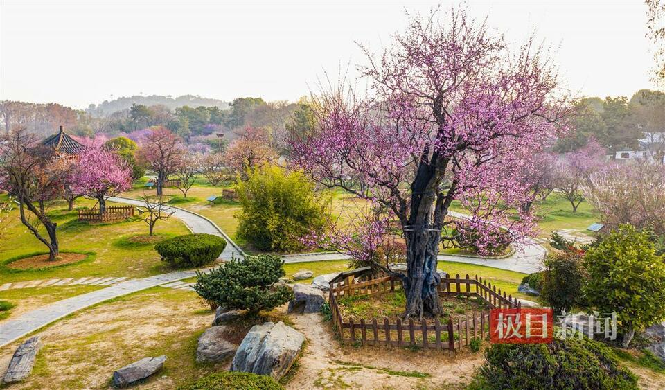 武汉东湖梅园800年“梅祖宗”激情绽放