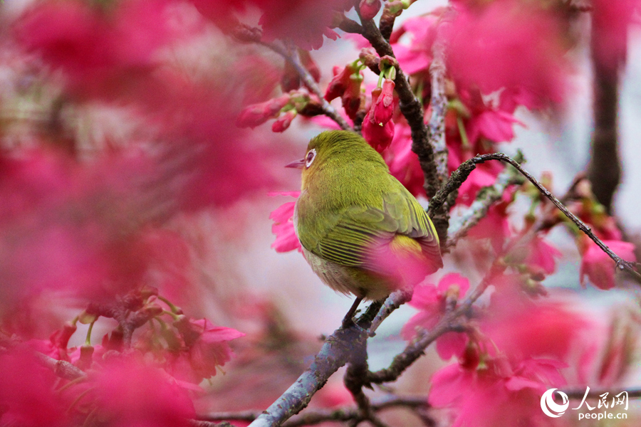 廈門：百花齊放 百鳥流連