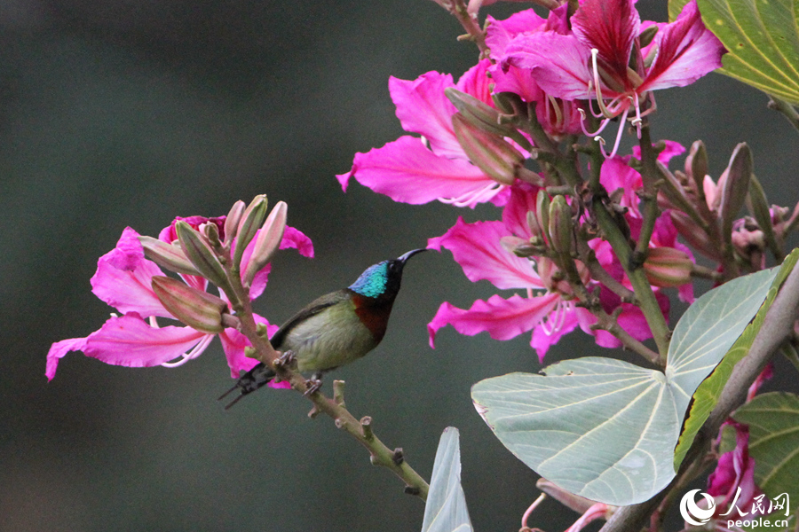 廈門：百花齊放 百鳥流連