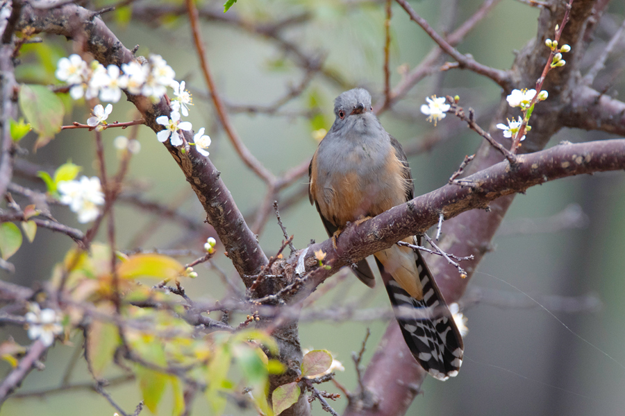 廈門：百花齊放 百鳥流連