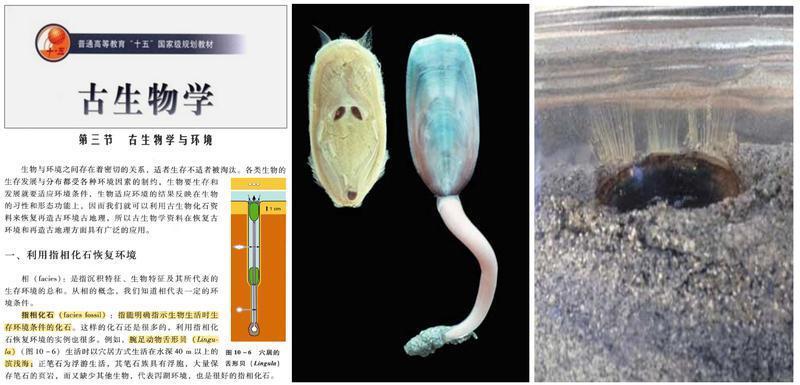 西大古生物团队解密“海豆芽”繁衍至今的奥秘