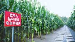 深耕幸福土地 共築美麗鄉村——梨樹縣推廣黑土地保護性耕作掠影