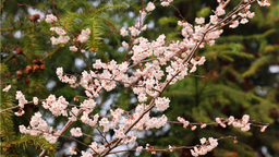 【春日“豫”新景】信陽光山：萬畝櫻花齊盛開 春意正濃美不勝收