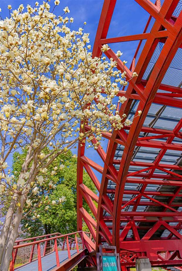 在上海华翔绿地公园感受大虹桥的春天