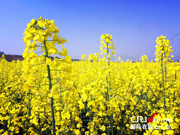 賞遊金色花海 成都(金堂)油菜花節啟幕