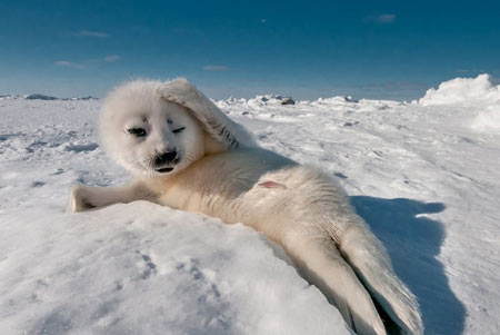 各类动物实力演葛优瘫 慵懒姿势萌态毕现