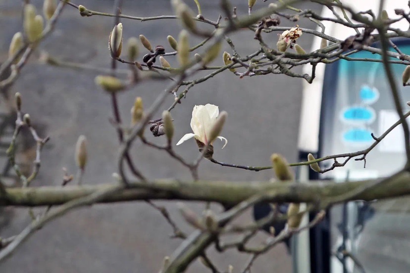 【文化旅遊】上海植物園首朵白玉蘭綻放 預計三月上旬全面盛放