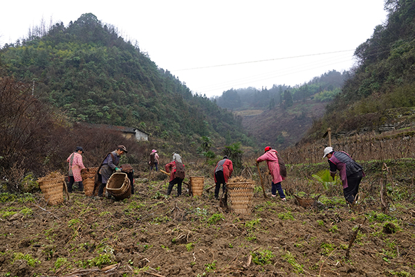 2022年以来,该村首次试点种植30亩独活,亩产量2000余斤,亩产值4000元