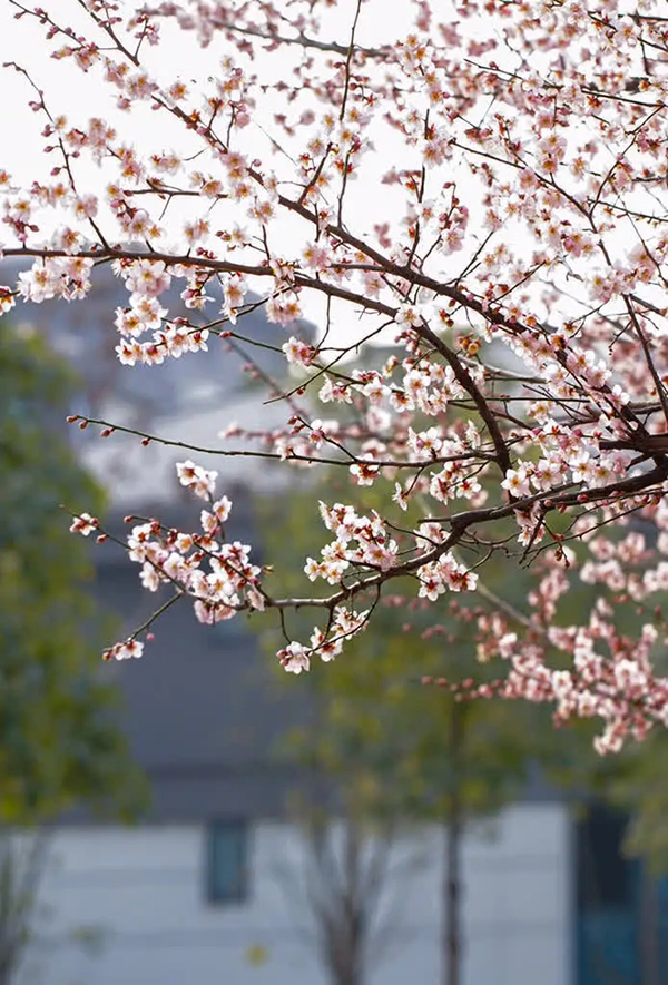 眉山东坡：春意盎然 百花齐放_fororder_梅花-供图-眉山市东坡区委宣传部