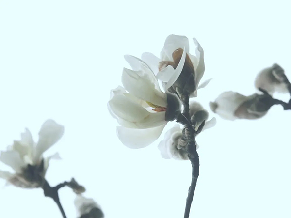 眉山东坡：春意盎然 百花齐放_fororder_玉兰花-供图-眉山市东坡区委宣传部（1）