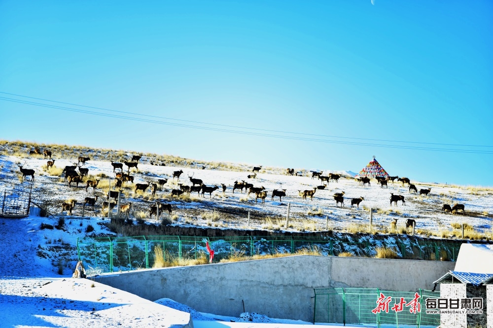 【輪播】武威肅南祁連山：牧群點點山巒間 群峰披銀滿目景_fororder_7