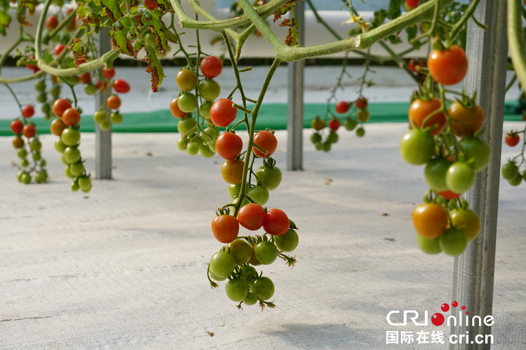 渭南华州：小番茄种出科技范_fororder_图片6