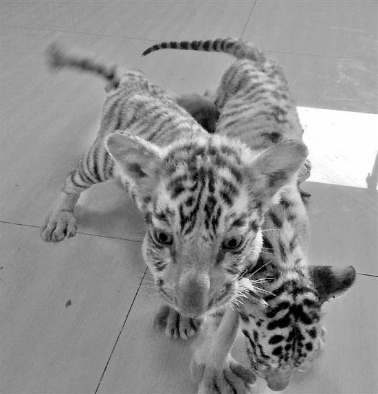 大写的瞎!男子后备箱藏三只老虎 他却说是波斯猫