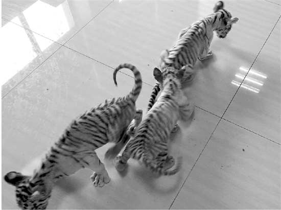 大写的瞎!男子后备箱藏三只老虎 他却说是波斯猫