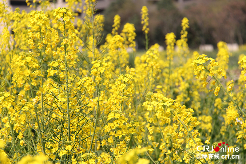 花重锦官城 郫都花争艳