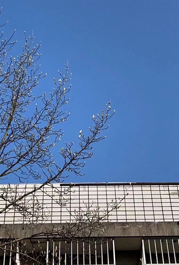 【文化旅遊】上海植物園首朵白玉蘭綻放 預計三月上旬全面盛放
