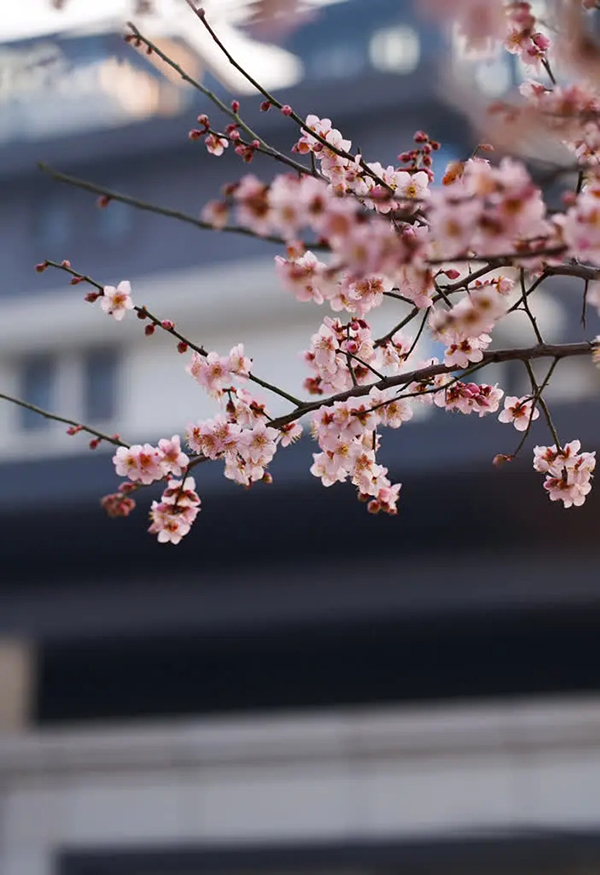眉山东坡：春意盎然 百花齐放_fororder_梅花-供图-眉山市东坡区委宣传部（1）