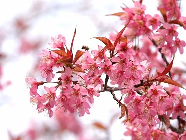 眉山东坡：春意盎然 百花齐放_fororder_樱花-供图-眉山市东坡区委宣传部