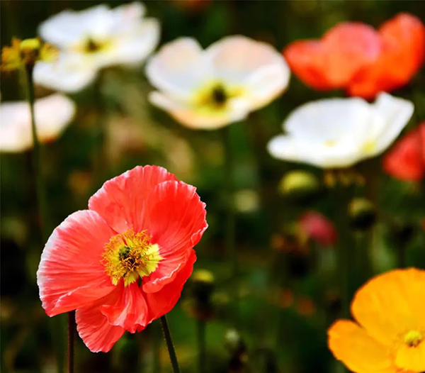 眉山东坡：春意盎然 百花齐放_fororder_虞美人-供图-眉山市东坡区委宣传部