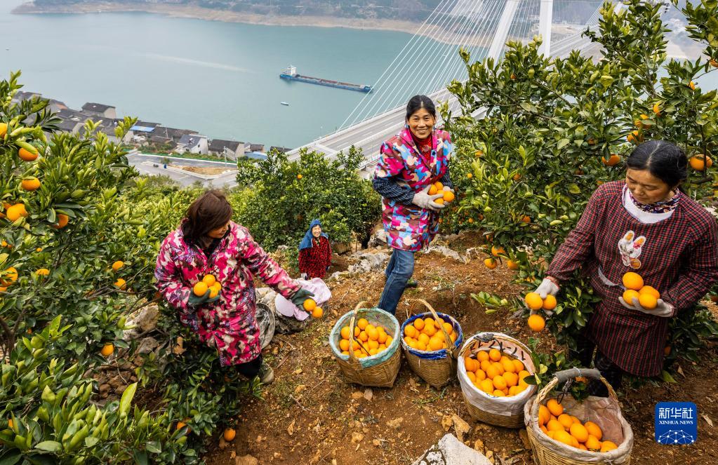 湖北秭歸：臍橙飄香採銷忙