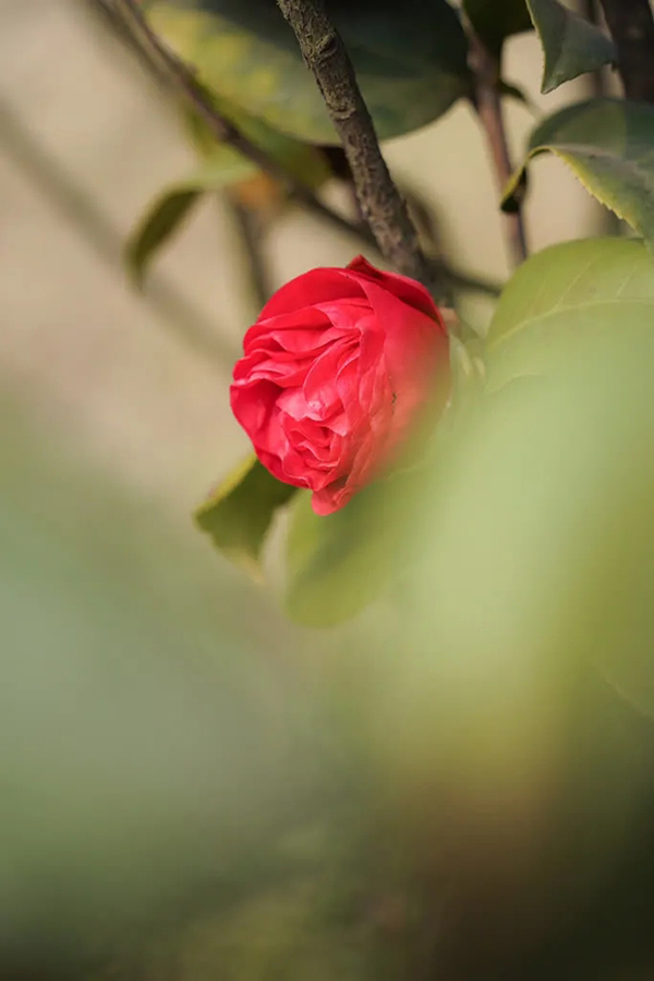眉山东坡：春意盎然 百花齐放_fororder_山茶花-供图-眉山市东坡区委宣传部（1）