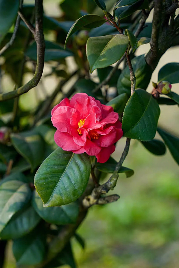 眉山东坡：春意盎然 百花齐放_fororder_山茶花-供图-眉山市东坡区委宣传部