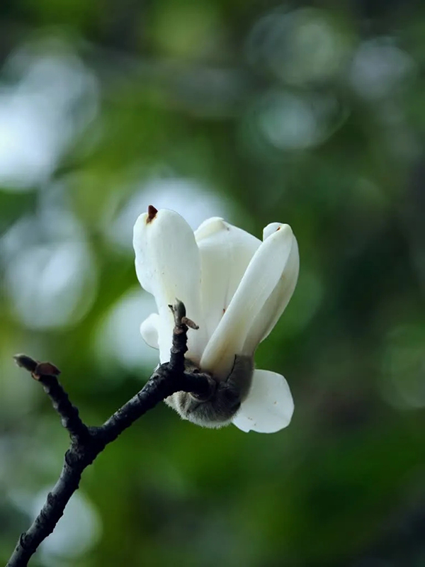 眉山东坡：春意盎然 百花齐放_fororder_玉兰花-供图-眉山市东坡区委宣传部