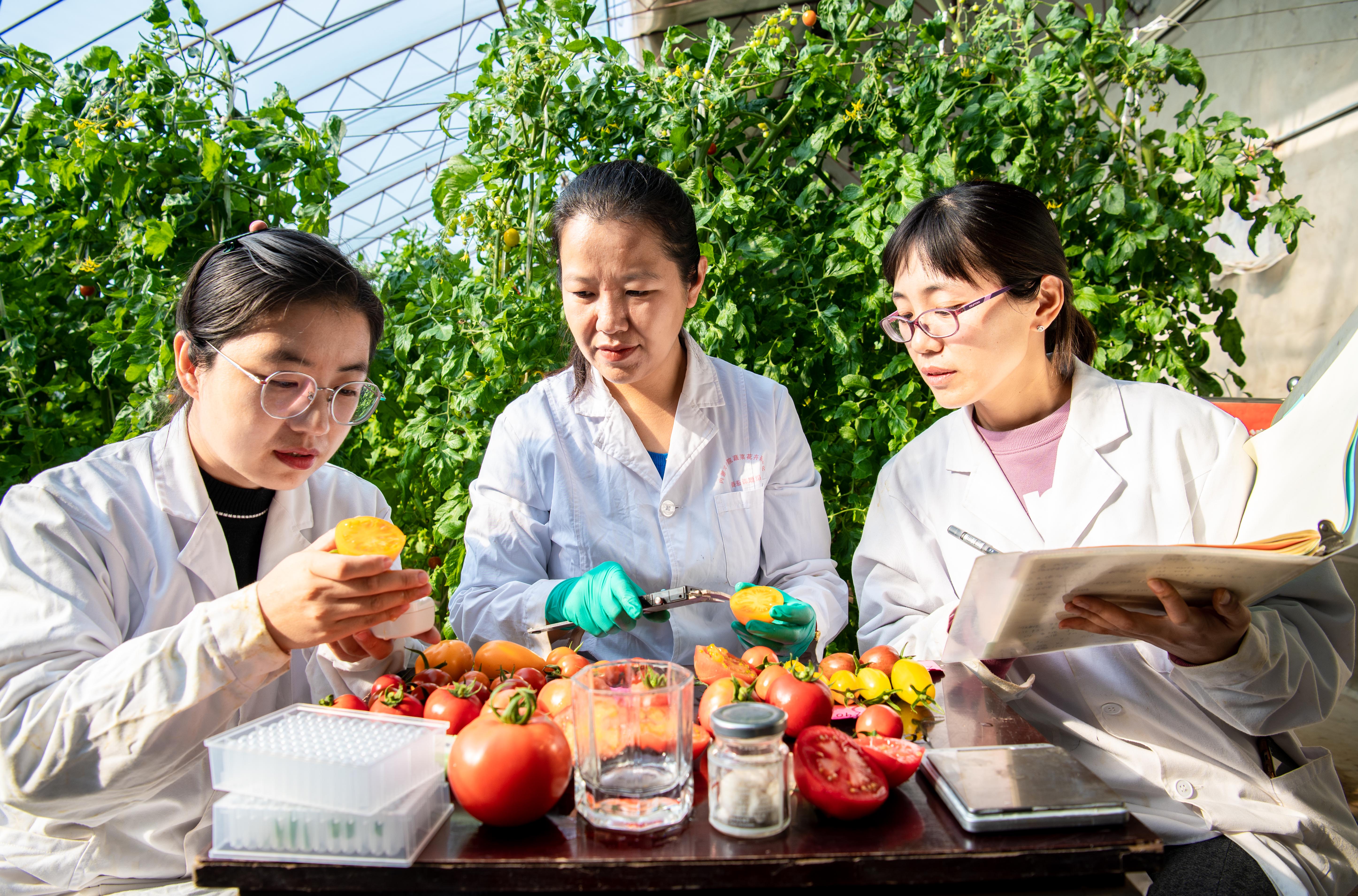 呼和浩特：科技育種助春耕_fororder_6——2023年2月15日，在內蒙古農牧業科學院蔬菜花卉研究所（玉泉區專家人才工作站）的育種試驗基地，農業專家在對番茄果實進行綜合評價。20230215-DSC_6692