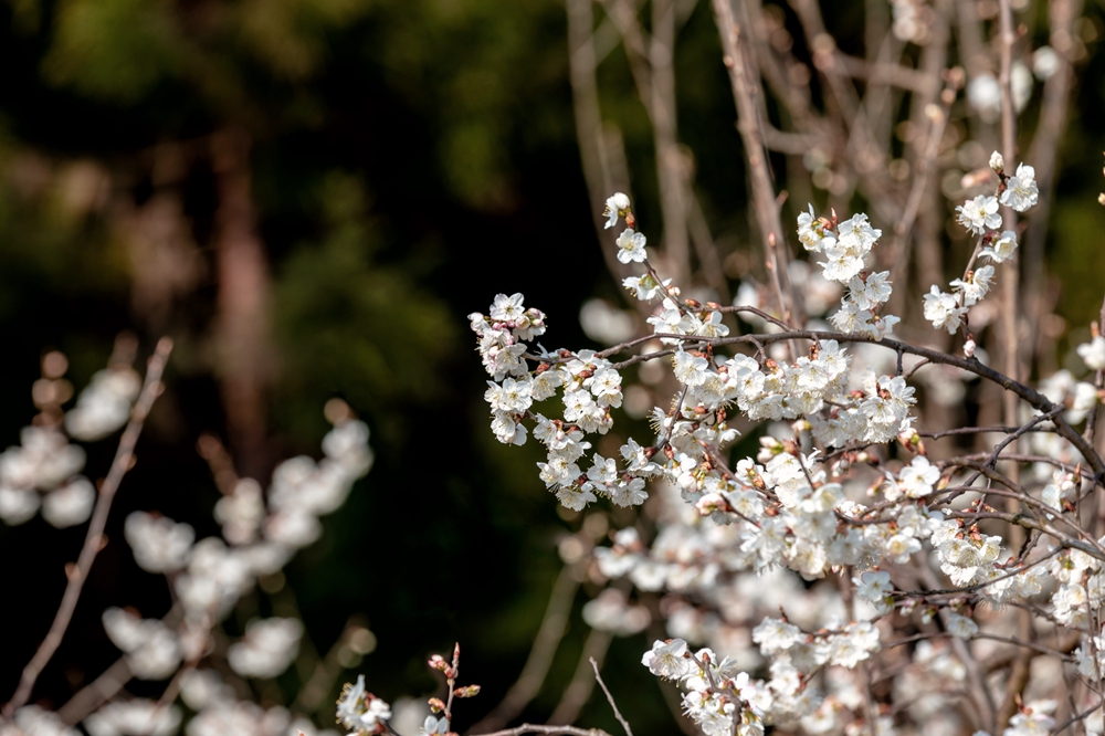 貴州鍾山：春光明媚 櫻桃花開_fororder_8a7135e23f89848acd4cd5032ce8acc