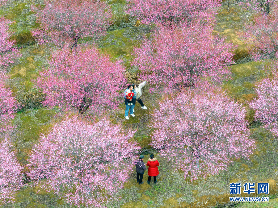 武漢江夏：梅花綻放 春意盎然